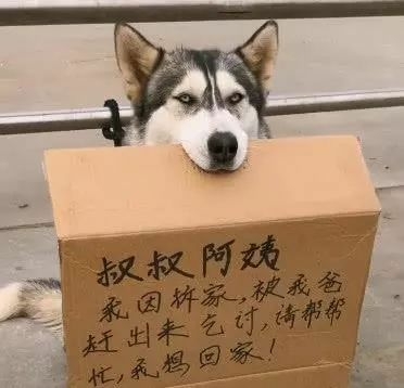 街头蹲着一只二哈，正想辅佐，但看到它嘴里叼的东西后放弃了！-2.jpeg