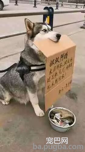 街头蹲着一只二哈，正想辅佐，但看到它嘴里叼的东西后放弃了！-4.jpeg