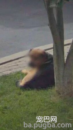 狗子被谷歌街景拍到后给打了马赛克，主人：谢谢庇护我狗隐私！-2.jpeg