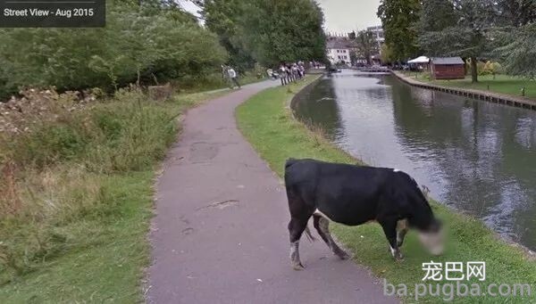 狗子被谷歌街景拍到后给打了马赛克，主人：谢谢庇护我狗隐私！-5.jpeg