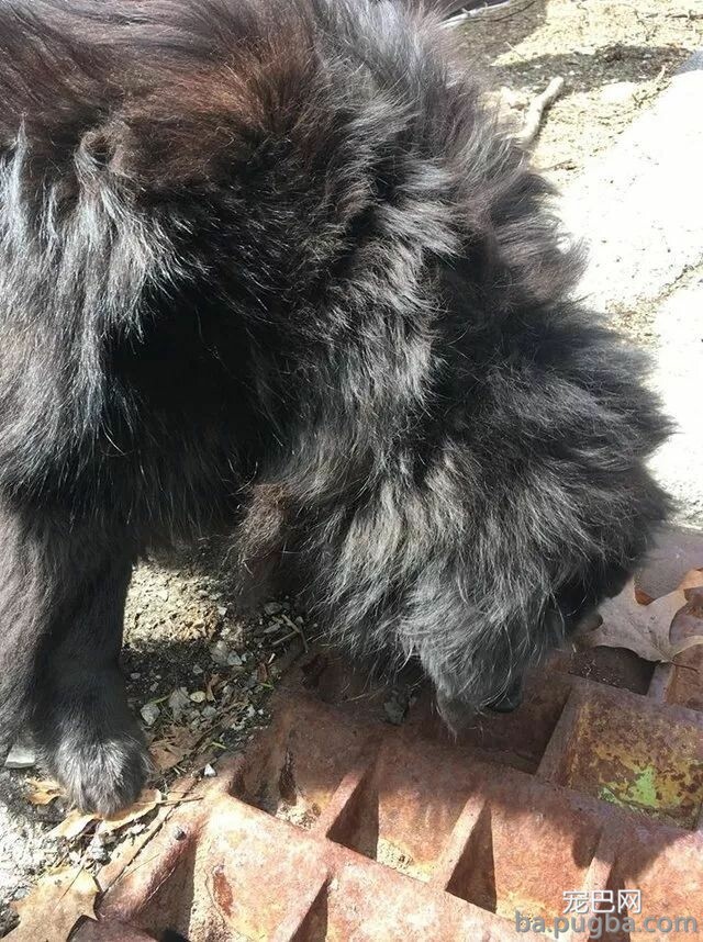 狗狗单独出门玩却走失，主人再找到它时发现：它正在救猫！-2.jpeg