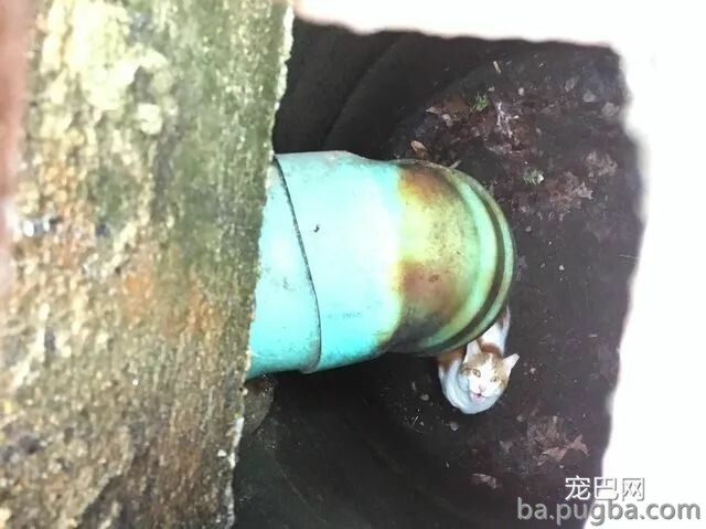 狗狗单独出门玩却走失，主人再找到它时发现：它正在救猫！-3.jpeg