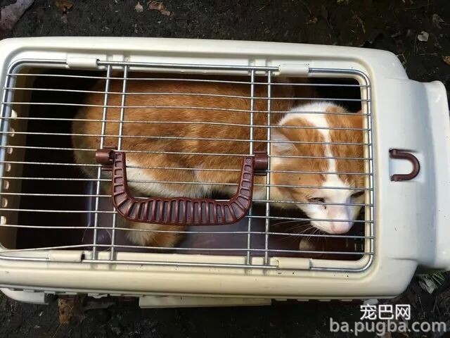 狗狗单独出门玩却走失，主人再找到它时发现：它正在救猫！-4.jpeg