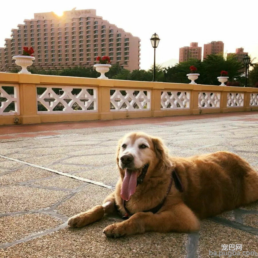 狗狗被告知只剩一个月生命，主人用尽千方百计竟让它活了下来！-1.jpg