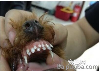 狗狗双排牙的完美处置方案-3.jpeg