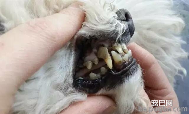 狗狗双排牙的完美处置方案-5.jpeg