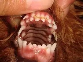 狗狗双排牙的完美处置方案-2.jpeg
