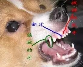 狗狗双排牙的完美处置方案-11.jpeg