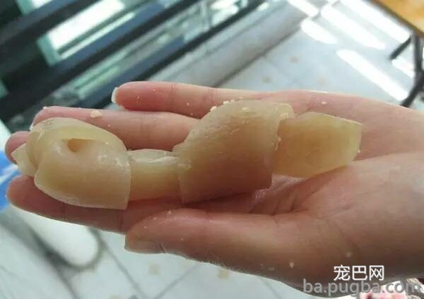 狗狗双排牙的完美处置方案-10.jpeg