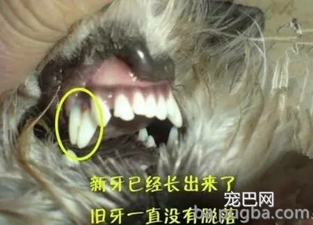 狗狗双排牙的完美处置方案-12.jpeg