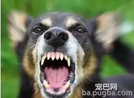 养狗的朋友必然要出格注意-1.jpeg