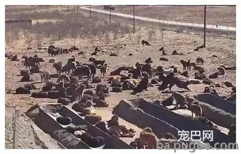 曾经众人抢着买，如今送都没人要，藏獒：我们做错了什么-4.jpg