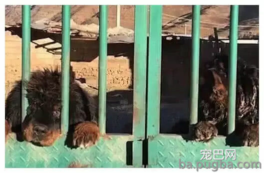 曾经众人抢着买，如今送都没人要，藏獒：我们做错了什么-3.jpg