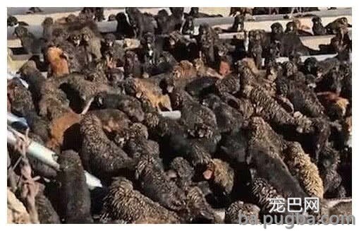 曾经众人抢着买，如今送都没人要，藏獒：我们做错了什么-2.jpeg