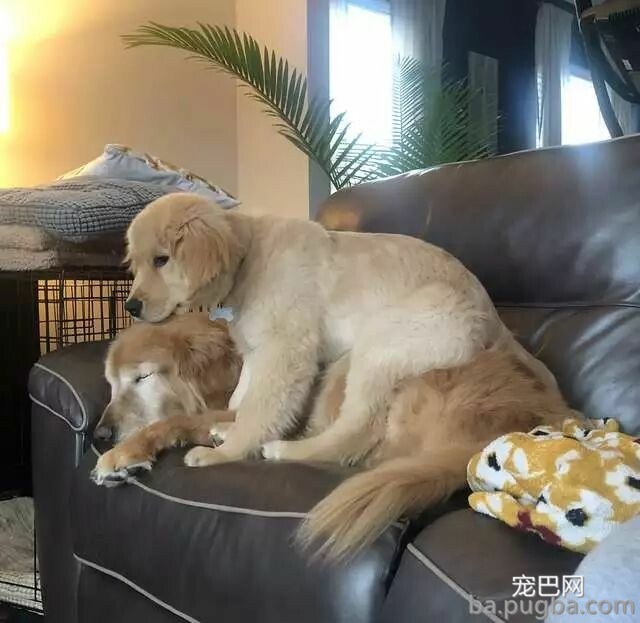 大金毛很讨厌狗狗同类，可在遇到另一只小金毛后：真香！-4.jpeg