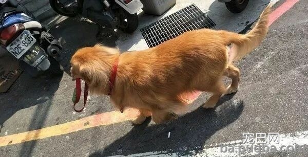 大金毛很讨厌狗狗同类，可在遇到另一只小金毛后：真香！-10.jpeg