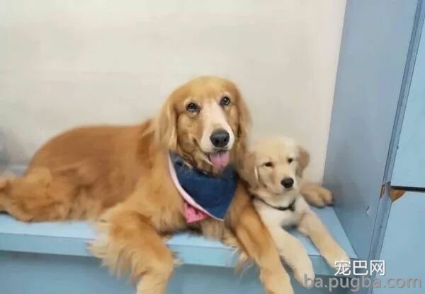 大金毛很讨厌狗狗同类，可在遇到另一只小金毛后：真香！-14.jpeg