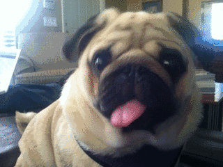 timg.gif