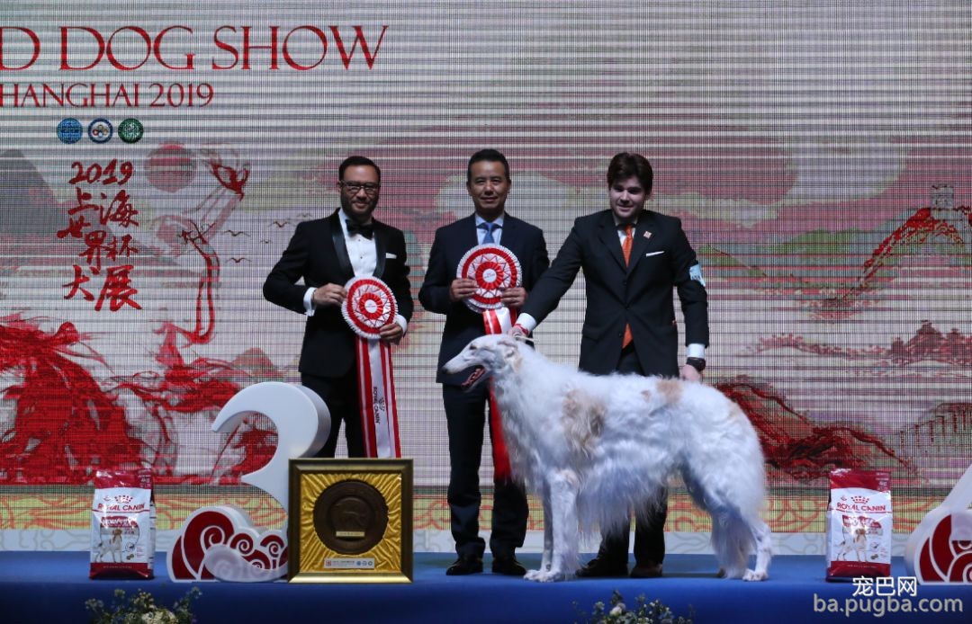 2019年上海世界杯犬展全场总冠军诞生！-3.jpeg