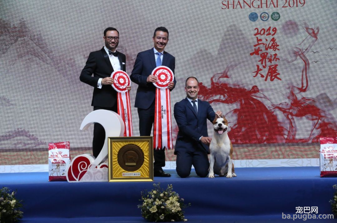 2019年上海世界杯犬展全场总冠军诞生！-2.jpeg