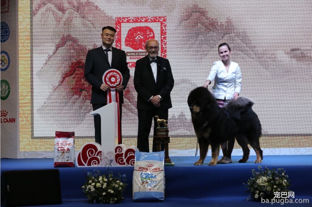 2019年上海世界杯犬展全场总冠军诞生！-5.jpeg