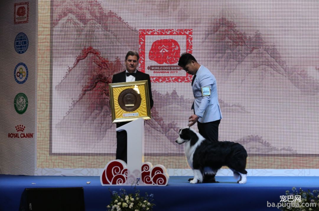2019年上海世界杯犬展全场总冠军诞生！-9.jpeg