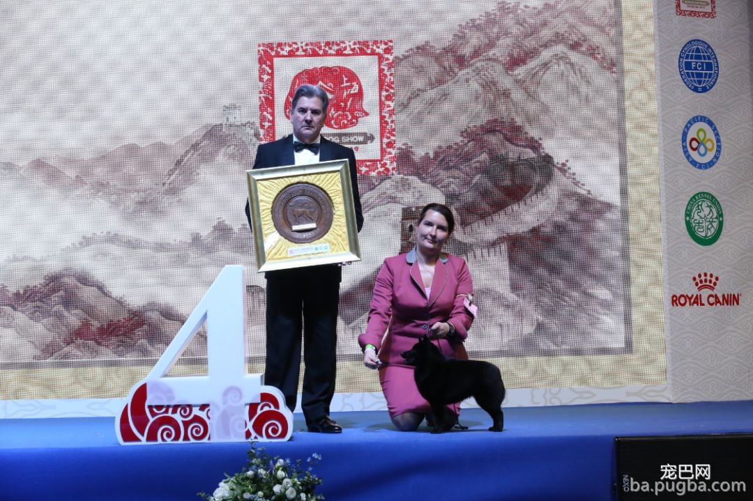 2019年上海世界杯犬展全场总冠军诞生！-12.jpeg