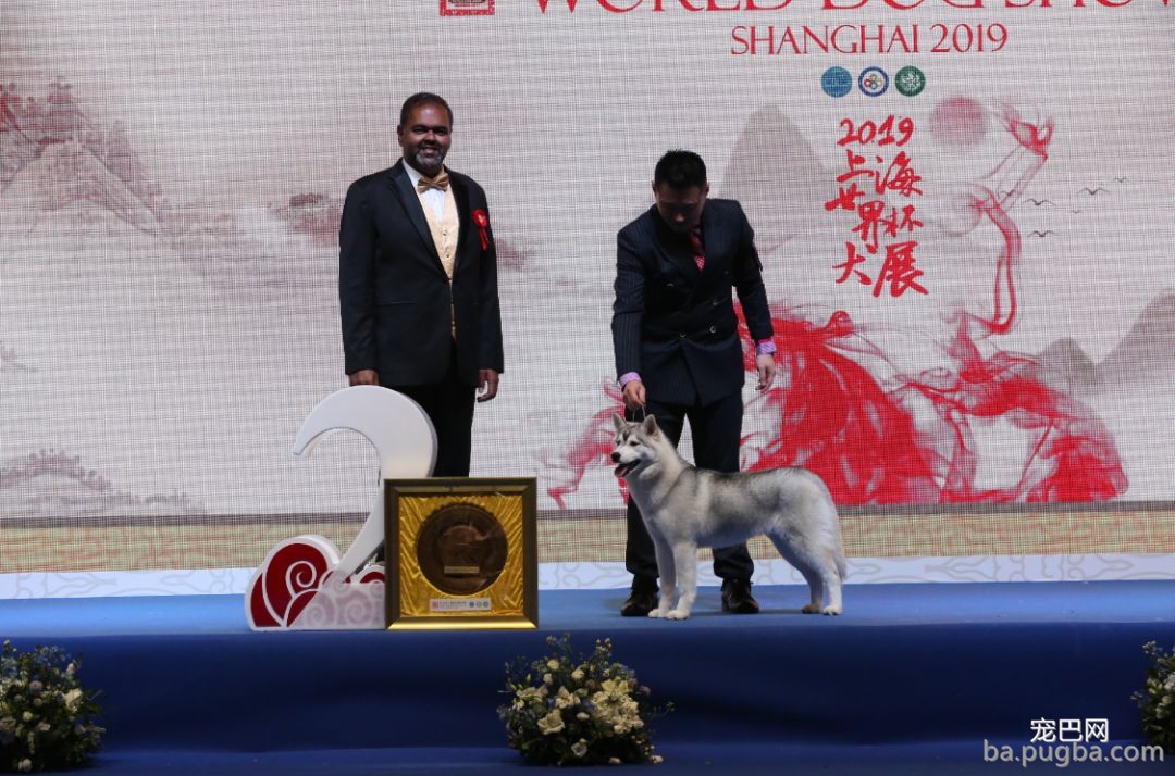 2019年上海世界杯犬展全场总冠军诞生！-14.jpeg