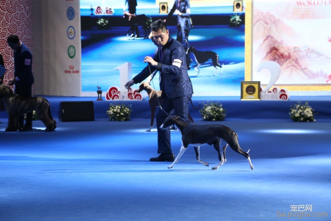 2019年上海世界杯犬展全场总冠军诞生！-31.jpeg