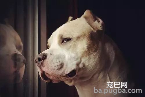 六招改善狗狗皮屑困扰问题-6.jpeg