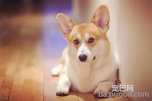 六招改善狗狗皮屑困扰问题-4.jpeg