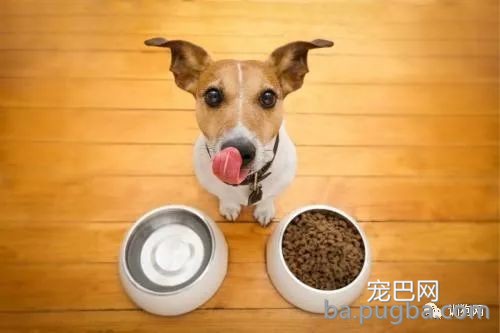 狗狗幼犬腹泻引起的原因和预防方法-1.jpeg