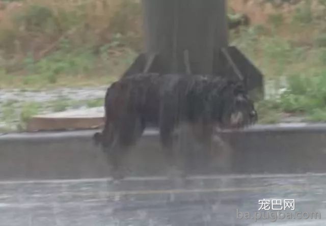 漂泊狗四年风雨中，坚守马路等待主人，终等到了了那个他！-1.jpeg