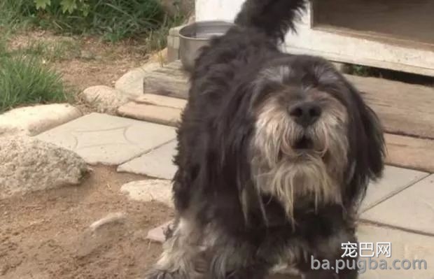 漂泊狗四年风雨中，坚守马路等待主人，终等到了了那个他！-4.jpeg