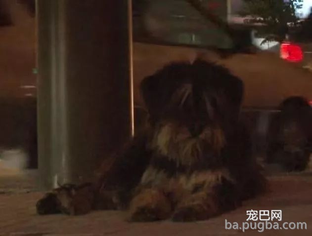 漂泊狗四年风雨中，坚守马路等待主人，终等到了了那个他！-5.jpeg