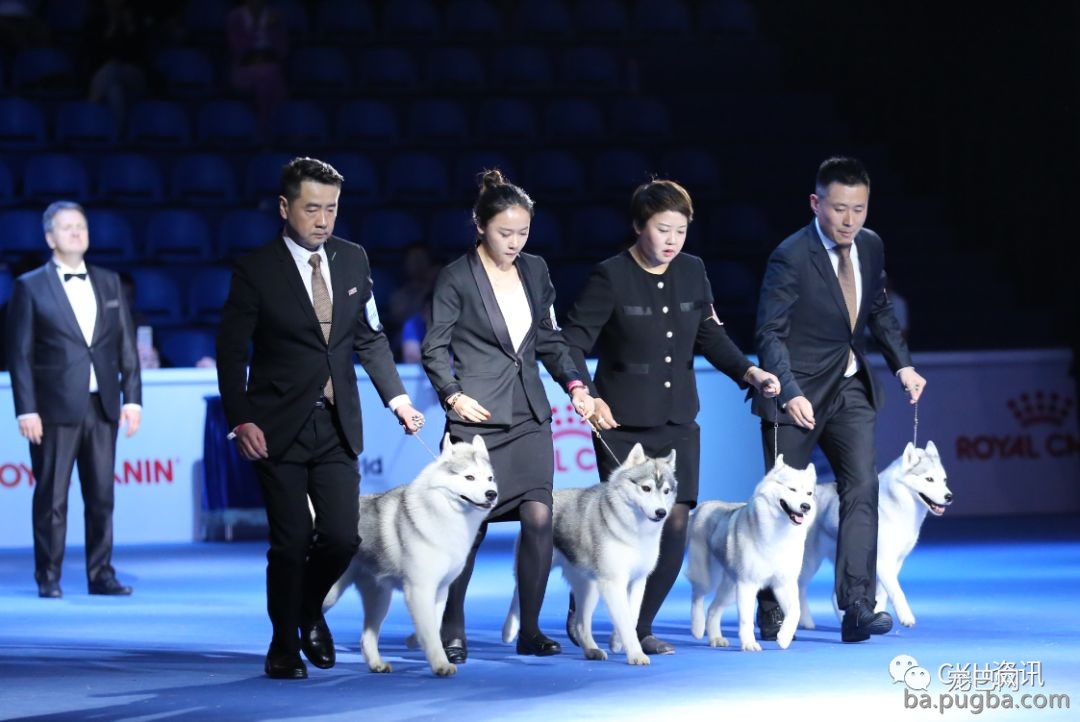 2019年上海世界杯犬展，当梦想成真…-12.jpeg