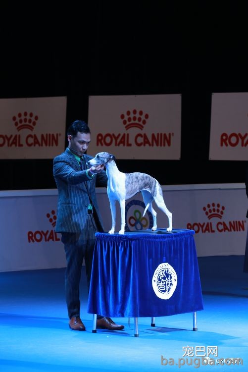 2019年上海世界杯犬展，当梦想成真…-9.jpeg