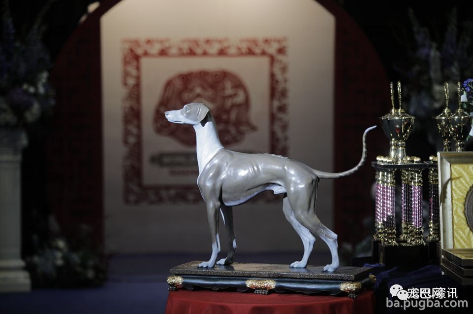 2019年上海世界杯犬展，当梦想成真…-5.jpeg