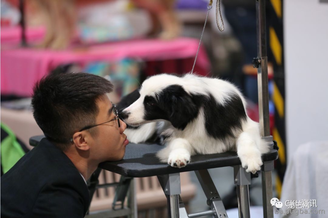 2019年上海世界杯犬展，当梦想成真…-19.jpeg
