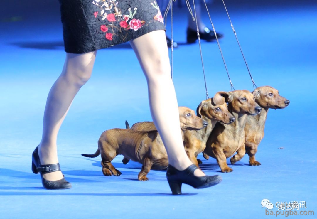 2019年上海世界杯犬展，当梦想成真…-16.jpeg