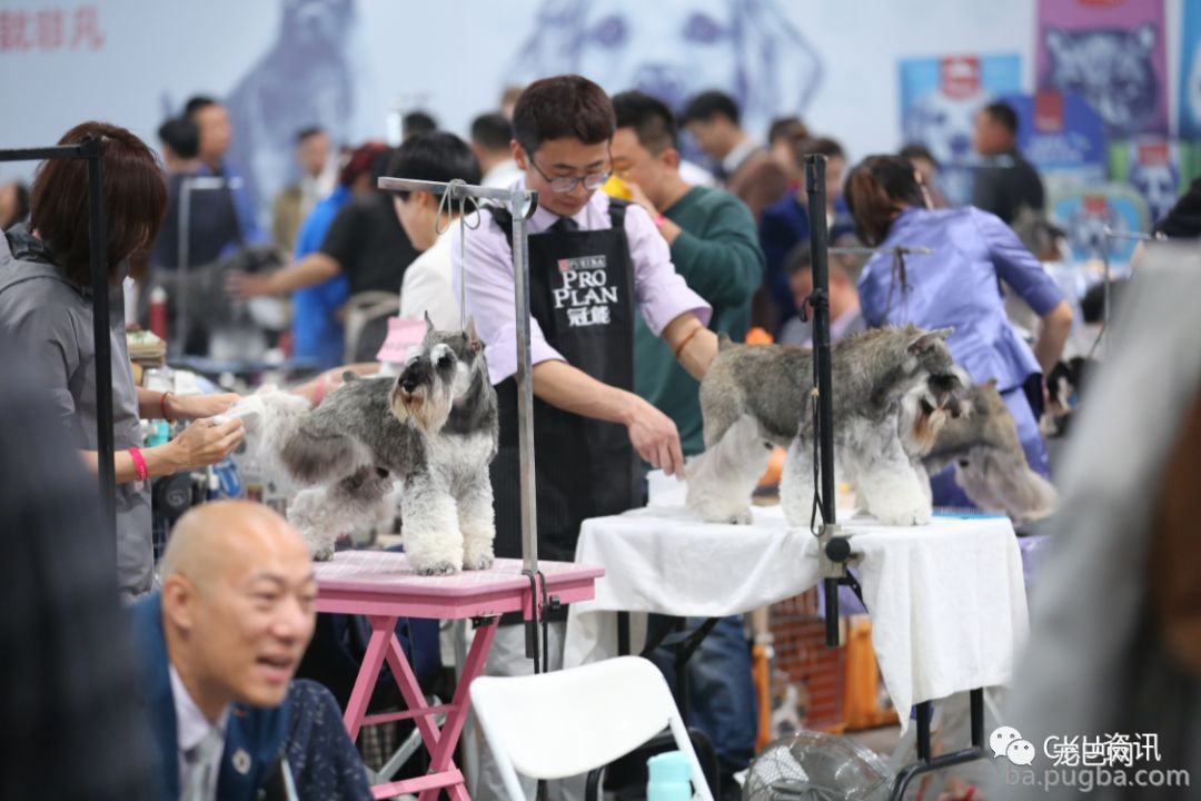 2019年上海世界杯犬展，当梦想成真…-18.jpeg