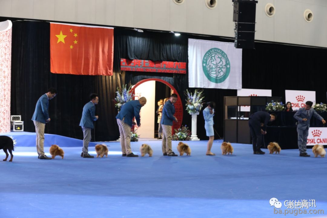 2019年上海世界杯犬展，当梦想成真…-20.jpeg