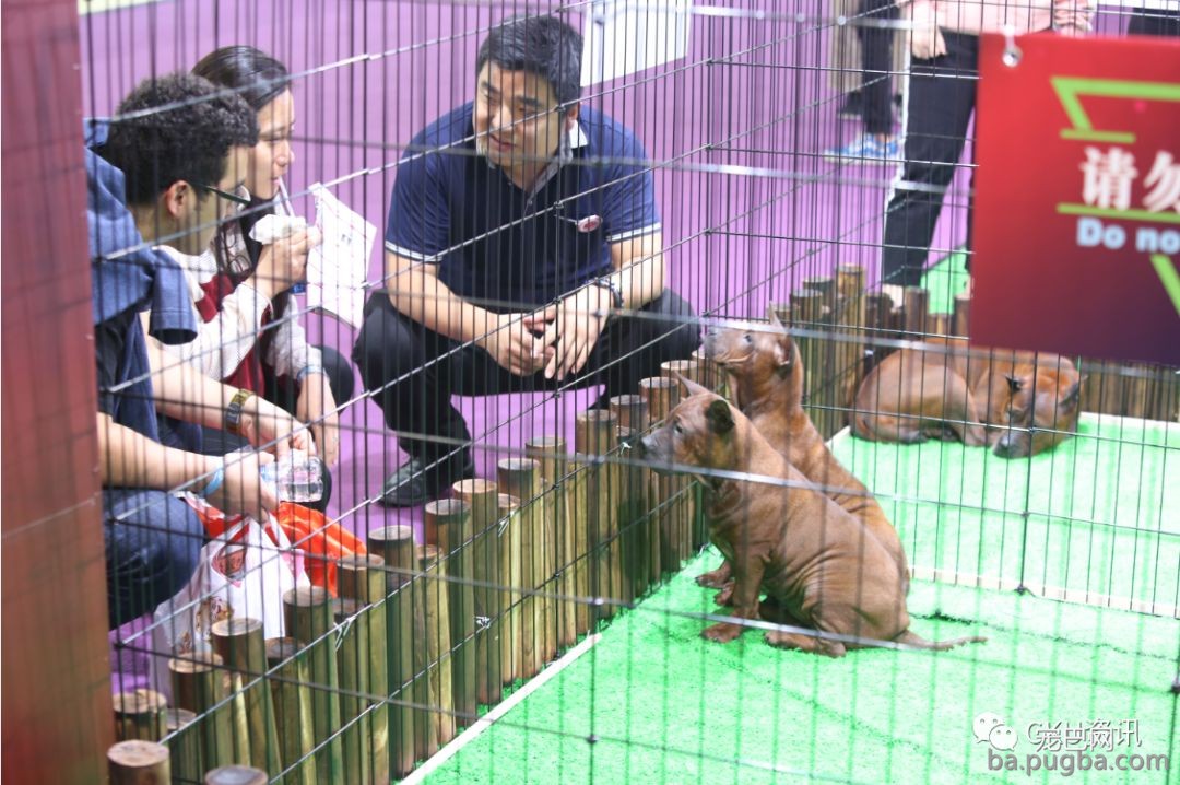 2019年上海世界杯犬展，当梦想成真…-24.jpeg
