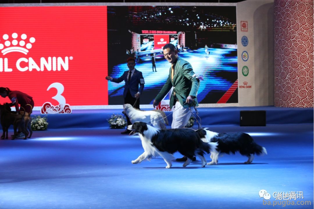 2019年上海世界杯犬展，当梦想成真…-38.jpeg