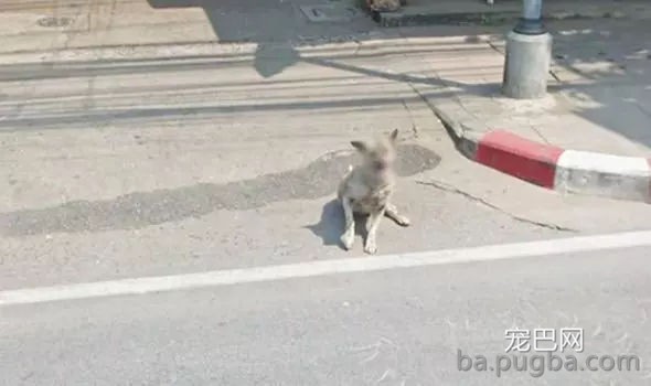 Google街景再现“神操作”，给狗狗脸部打马赛克......-5.jpg
