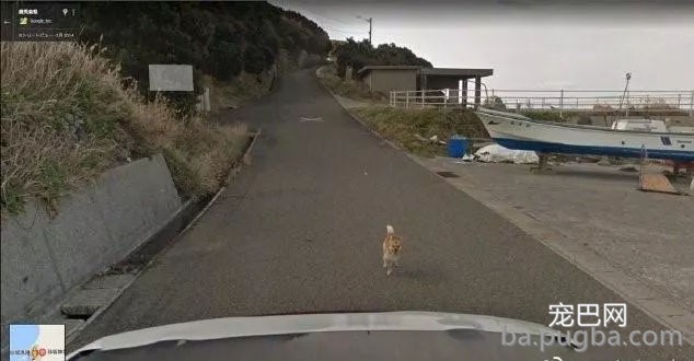Google街景再现“神操作”，给狗狗脸部打马赛克......-7.jpg
