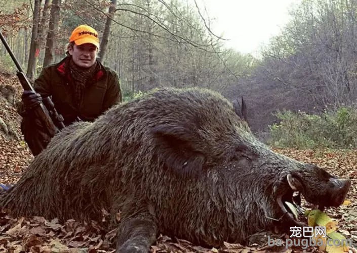 为啥美国愿“砸”70亿处置成灾野猪，也不选择吃光它们？不敢信-3.jpg