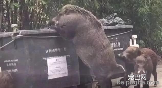 为啥美国愿“砸”70亿处置成灾野猪，也不选择吃光它们？不敢信-2.jpeg