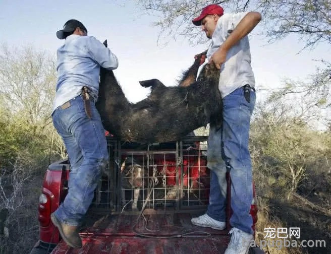 为啥美国愿“砸”70亿处置成灾野猪，也不选择吃光它们？不敢信-5.jpg