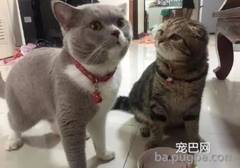 都说养猫像养老婆，看来是真的，不小心就挨打！-1.jpeg